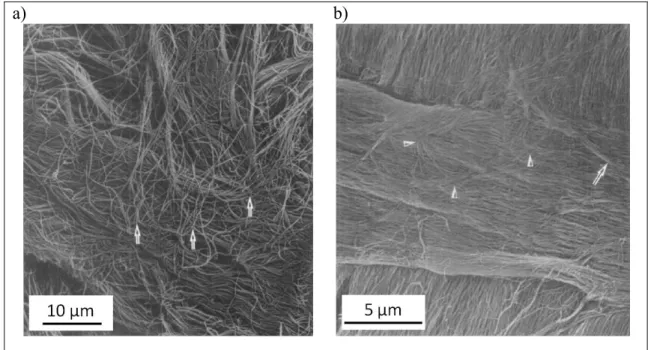 Figure 1.3. Fibrils form a) parallel lamellae in the cornea and b) interweaving  morphology in the sclera