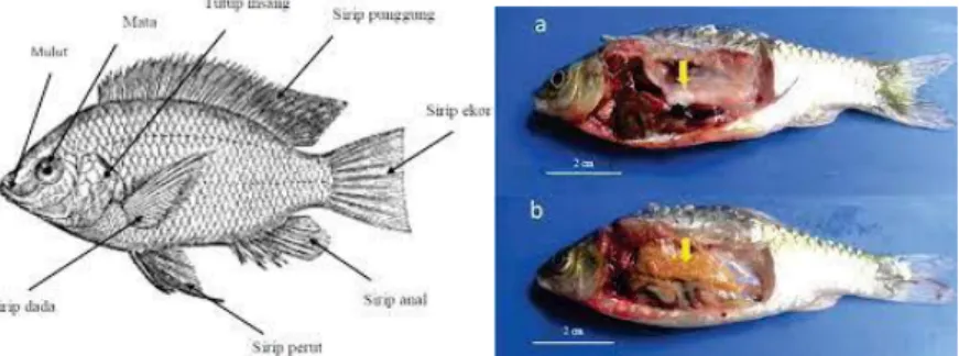 Gambar 7. Pengamatan morphologi dan anatomi ikan 