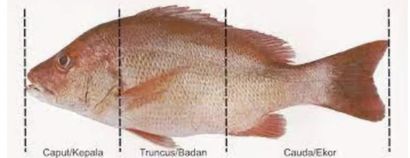 Gambar 8. Pola dasar tubuh Ikan 