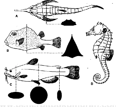 Gambar 10. Bentuk-bentuk tubuh kombinasi. A. Famili Pegasidae; B. Famili  Ostraciidae; C