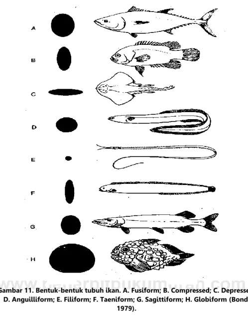 Gambar 11. Bentuk-bentuk tubuh ikan. A. Fusiform; B. Compressed; C. Depressed; 