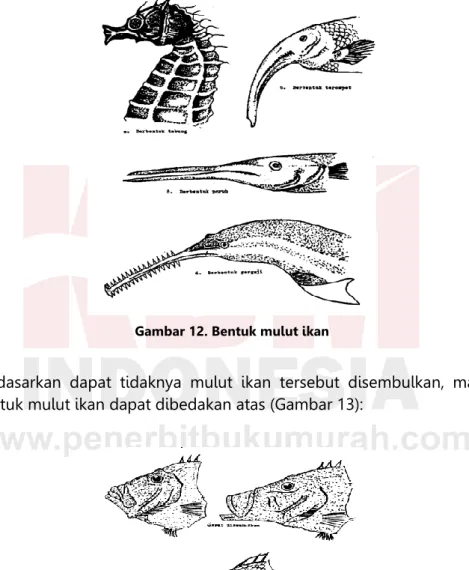 Gambar 12. Bentuk mulut ikan 