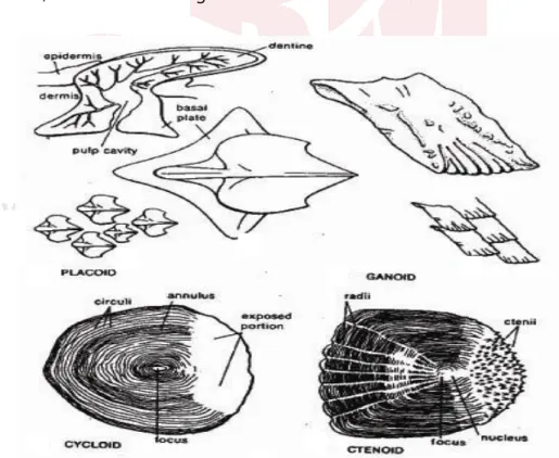 Gambar 16. Bentuk-bentuk sisik ikan 