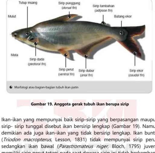 Gambar 19. Anggota gerak tubuh ikan berupa sirip 