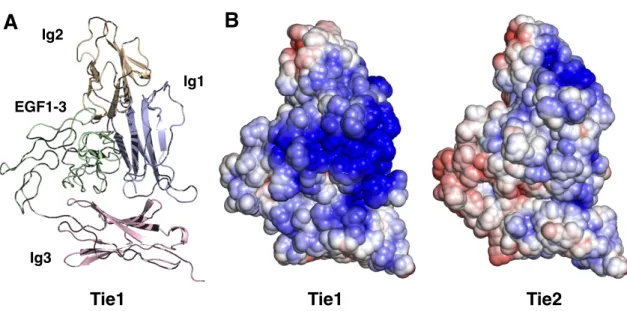 Figure  3-7.  Homology  model  of  Tie1.  (A)  Ribbon  structure  of  Tie1  homology  model  built  by  SWISS-MODEL  using  Tie2  crystal  structure