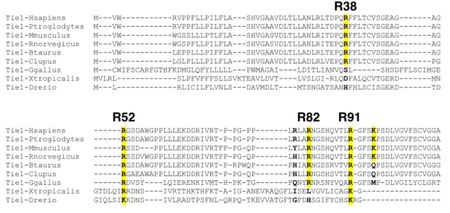 Figure 3-10. Sequence alignment of  N-terminal Tie1 gene. Predicted binding site amino acids  are bolded with conserved amino acids highlighted