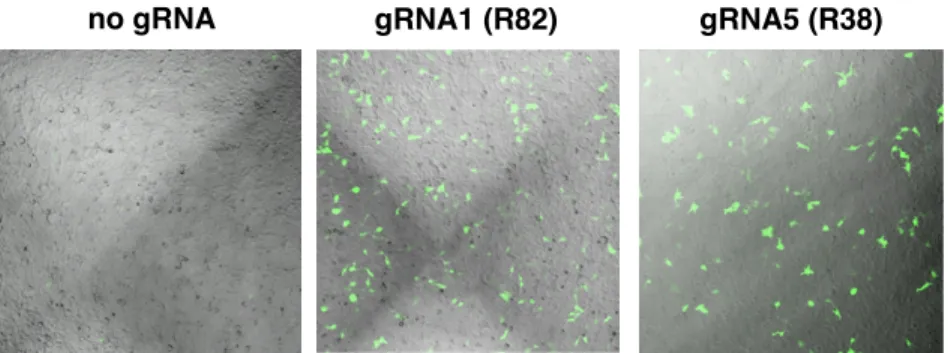 Figure 3-15. Validation of guide RNAs in HEK-293T cells. HEK-293T cells were transfected with  the  pCAG-EG(Tie1)FP  plasmid  plus  empty  pX459  (no  gRNA)  or  pX459  containing  gRNA1  or  gRNA5