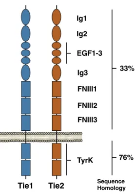 Figure 3-1. Domain structures of receptor tyrosine kinases Tie1 and Tie2. 