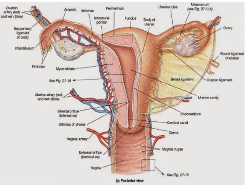 Gambar 2.2 sumber : http://selasihputri.blogspot.com/2013/10/v-behaviorurldefaultvmlo_29.html 
