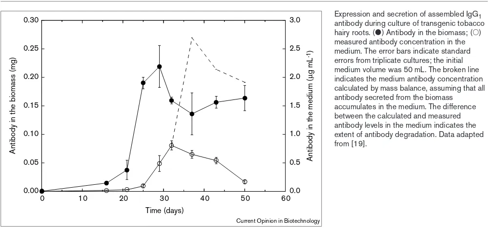 Figure 1Expression and secretion of assembled IgG0.303.01antibody during culture of transgenic tobacco