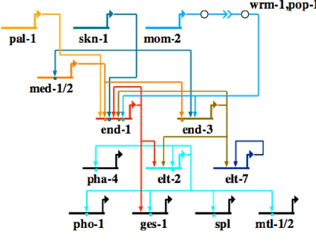 Figure 0.5. Network model outlining gene interactions underlying endoderm specification in the  nematode  Caenorhabditis elegans