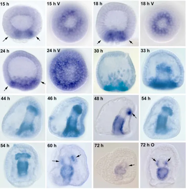 Figure 1.3.  Spatial expression of Spgatae.  WMISH was performed on embryos at various stages of  development using a mixture of digoxygenin labeled probes corresponding to exons flanking the Zn fingers  (underlined in Fig