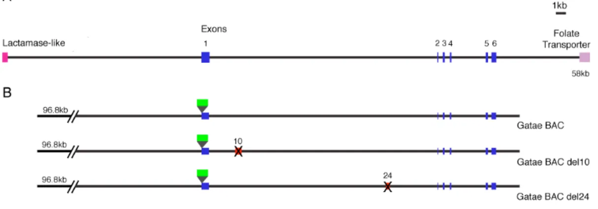 Figure 2.1.  (A) Genomic locus of the gatae gene.  The exons are represented by blue boxes and labeled  by number