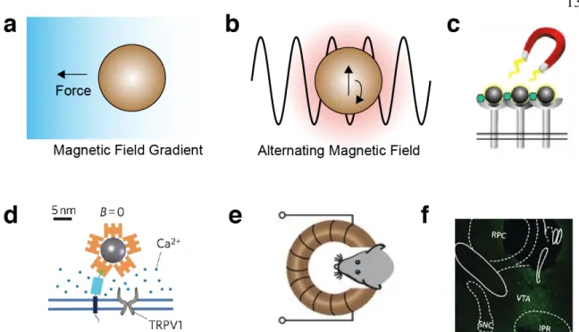 Figure 5 | Biomolecular tools for magnetic control.   (a) Magnetic field gradients exert a force on  magnetic particles