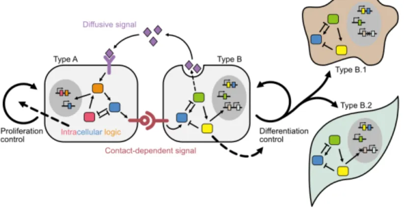 Figure 1.1: Components for the ideal multicellular synthetic circuit.