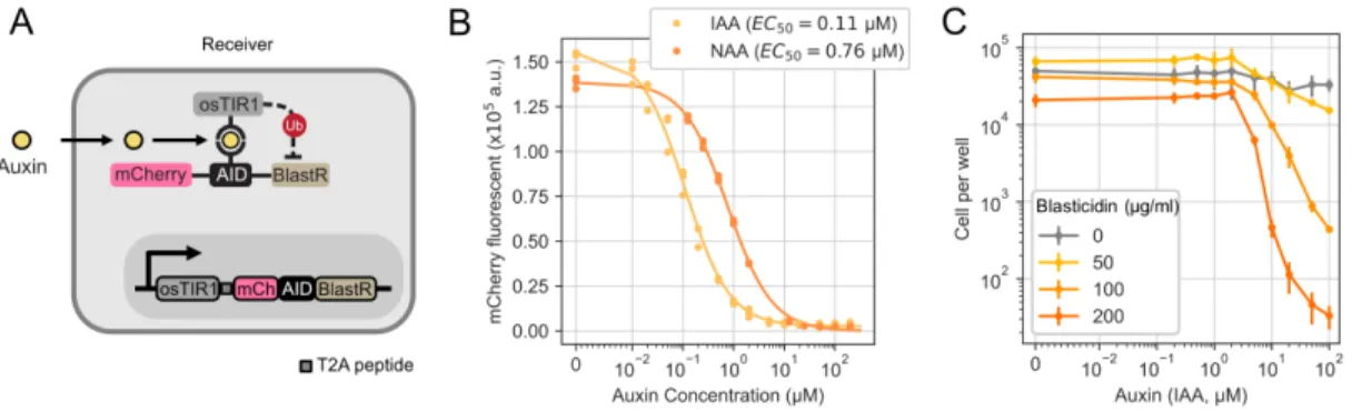 Figure 2.2: Engineered auxin receivers responds to auxin.
