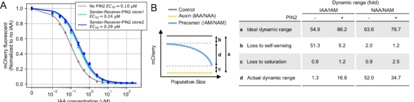 Figure 2.6: Sender-Receiver cells sense their population density.