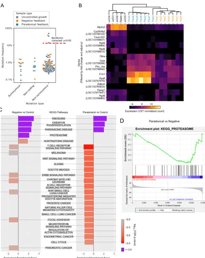 Figure 2.13: Targeted DNA and whole-genomic RNA sequencing reveal mutations and gene expression changes during long term culture