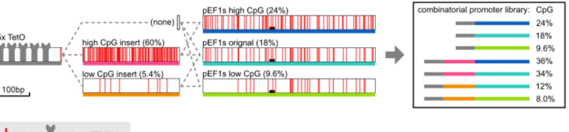Figure 3.2: Design of the library of promoters with varying CpG content.