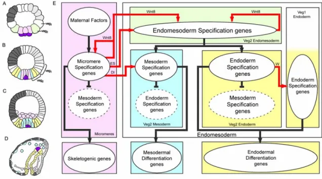 Fig. 0.1: Endomesoderm specification in the sea urchin embryo. (A-D) Schematic diagrams of  sea urchin embryos displaying specified domains