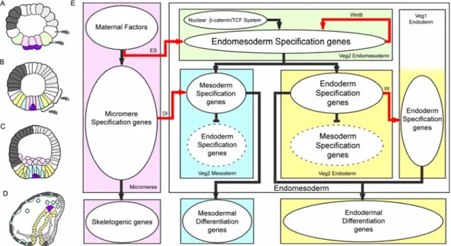Fig. 1.1. Endomesoderm specification in the sea urchin embryo. (A-D) Schematic diagrams of  sea urchin embryos displaying specified domains, from Davidson et al