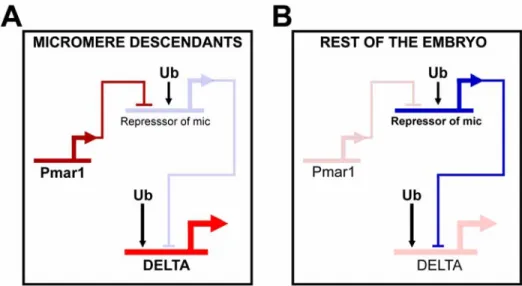Fig. 2.1. Network interactions predicted to be responsible for expression of delta in micromere  lineage cells (modified from Davidson et al
