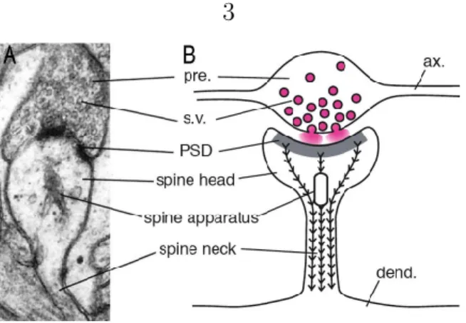 Figure 1.1: Ultrastructure of a spine. (A) A single spine synapse seen by electron microscopy.