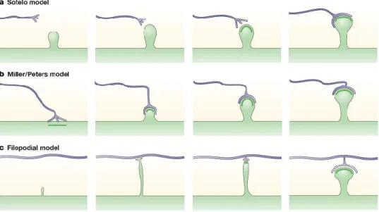 Figure 1.3: Three models for spine formation. In the Sotelo model (a), spines emerge independently of the axon terminal