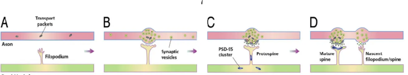 Figure 1.4: Scheme of synapse formation. (a) Before making contact with axons, dendrites send out numerous transient filopodia that extend and contract, rapidly ‘feeling out’ the space around them; at this stage, axons contain widely distributed polymorphi