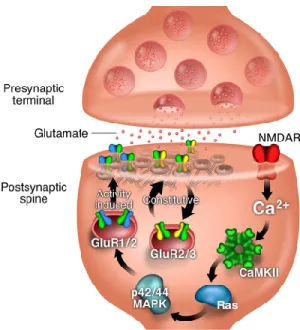Figure 1.6: Insertion of AMPA receptors into the synapse. Cartoon representation of pathways thought to be involved in the regulated insertion of AMPA receptors into the synapse.