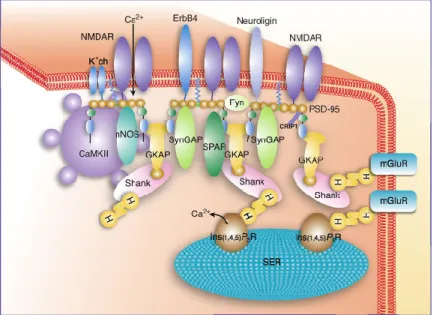 Figure 1.7: Schematic drawing of the PSD. NMDARs are anchored in the PSD by interac- interac-tions between the cytoplasmic C-terminal tails of their NR2 subunits and the PDZ domains (orange) of PSD-95, an abundant PSD protein that forms a two-dimensional l