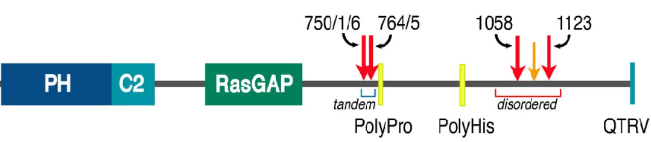 Figure 1.8: Scheme of synGAP protein. SynGAP is a 135 KDa protein containing PH and C2 domains, a GAP domain, proline-rich and poly-His regions, and a t-T/SXV motif