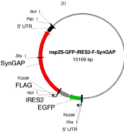 Figure 2.2: Nsp2S-eGFP-IRES2-SynGAP vector.