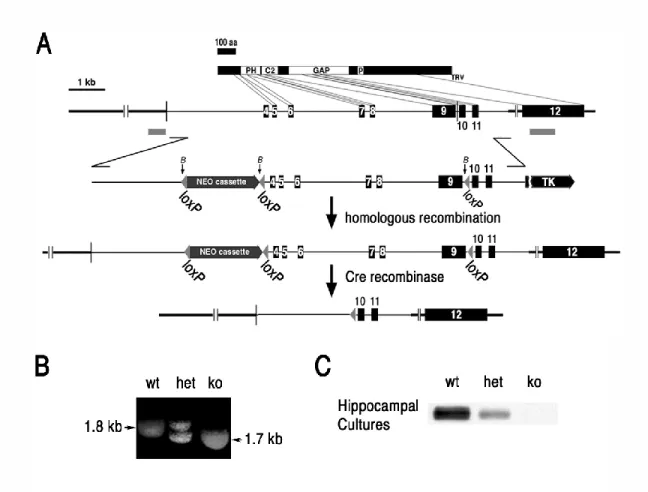 Figure 3.1: Generation of a synGAP ko mouse. (A) The targeting construct included a Neo cassette flanked by Lox P sites inserted into intron 3 of the synGAP gene, and an additional downstream Lox P site within intron 9