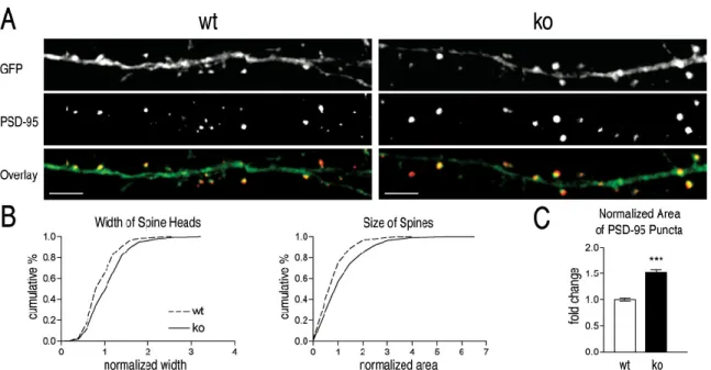 Figure 3.2: 21 DIV synGAP ko neurons have larger dendritic spines. (A) Representative confocal images of projected z-sections of 50 µ m dendritic segments from cultured hippocampal neurons on 21 DIV