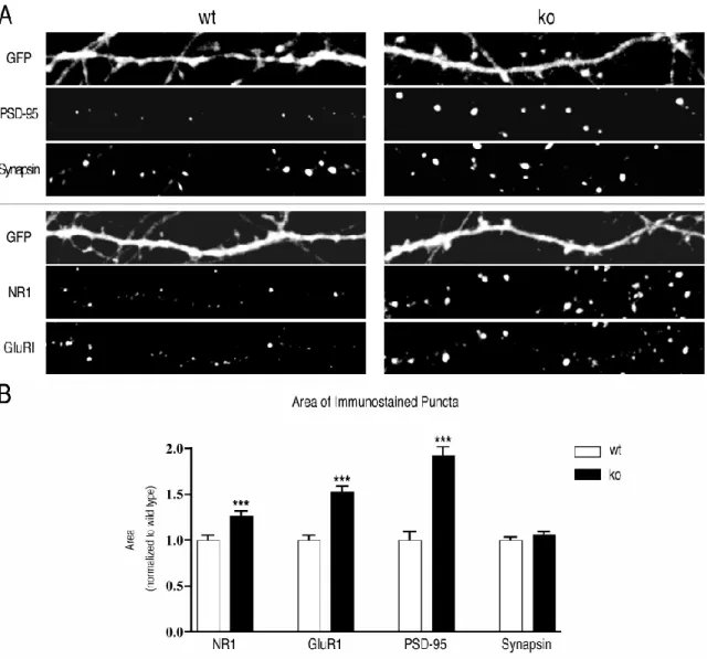 Figure 3.4: Clusters of postsynaptic proteins are larger in ko neurons. (A) Representative images of dendritic segments (50 µ m long) from eGFP-expressing wt and ko neurons at 10 DIV prepared as described in Fig