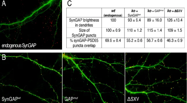 Figure 3.8: Expression of recombinant synGAP in 10 DIV ko neurons. (A) Representative image of a wt neuron expressing GFP (green) and stained at 10 DIV with antibodies against synGAP (red)