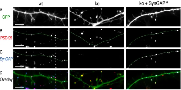 Figure 3.10: Transient expression of synGAP partially rescues precocious spine matu- matu-ration in hippocampal neurons at 10 DIV