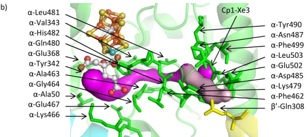 Figure IV-3. (a) The AI/IS pathway. From the protein surface to the Xe binding site, the AI and IS  pathways follow the light purple and cyan pathways, respectively