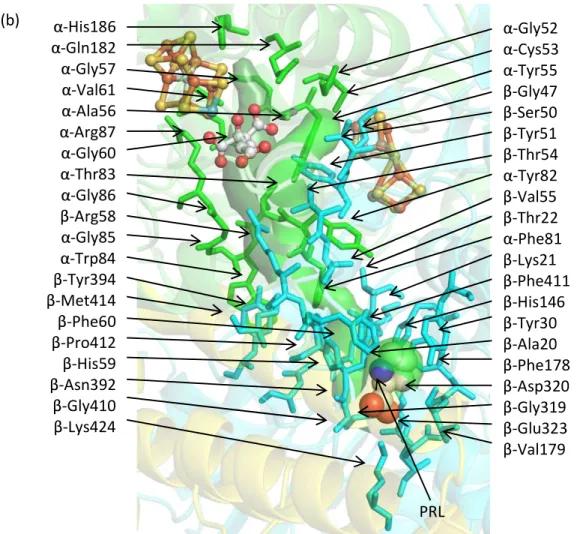 Figure IV-4. (a) PRL binds in an arm of the center channel (brown surface) that reaches toward  the  cofactors