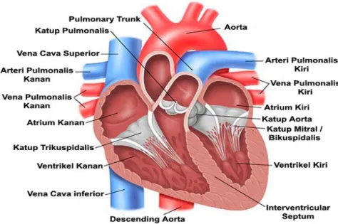 Gambar 2.1 : Anatomi Jantung 