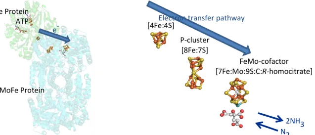 Figure I-1. (left) Nitrogenase consists of two proteins, the MoFe (cyan) and Fe proteins (green)