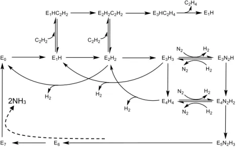 Figure I-2. A summary of the Lowe-Thorneley model. 45  Modeled from Scheme 3 of the following  reference