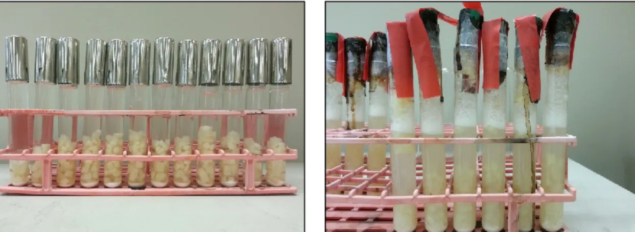 Figure  II-5.  (left)  Potato  tubes  before  autoclaving,  showing  the  relative  amounts  of  CaCO 3 ,  potato  cubes,  and  sucrose  solution