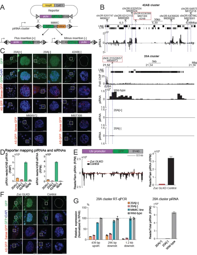 Figure 2.1 Reporters integrated in uni- and dual-strand clusters have different expression and  effects on cluster activity