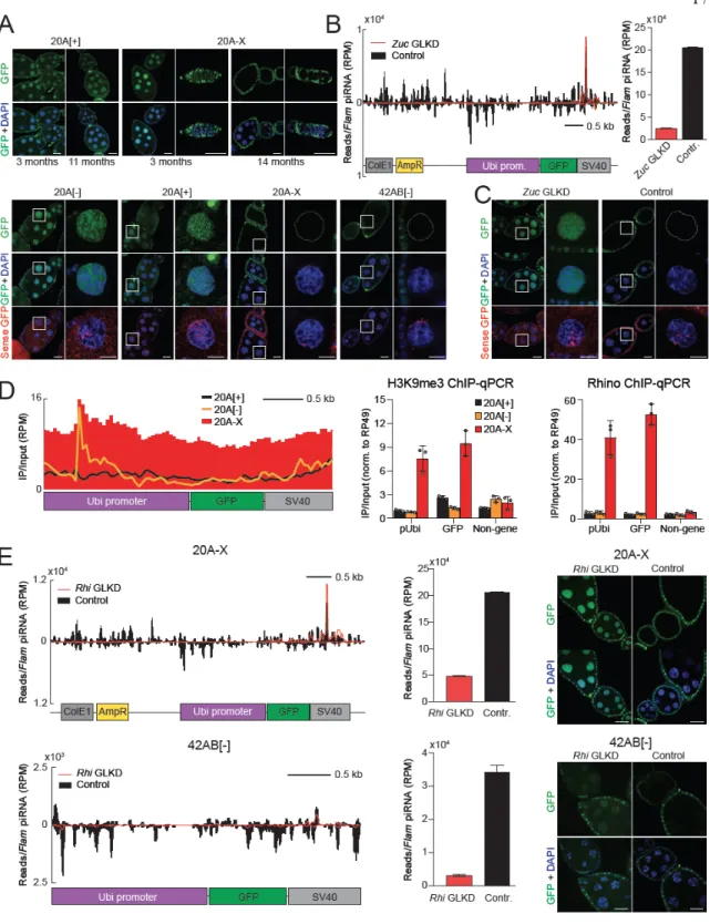 Figure 2.2 An unusual reporter insertion in the 20A cluster is a dual-stand piRNA cluster that  generates piRNAs in a Rhi-dependent manner