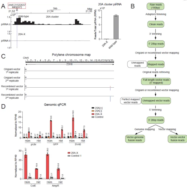 Figure S2.3 Analysis of 20A-X locus organization. 