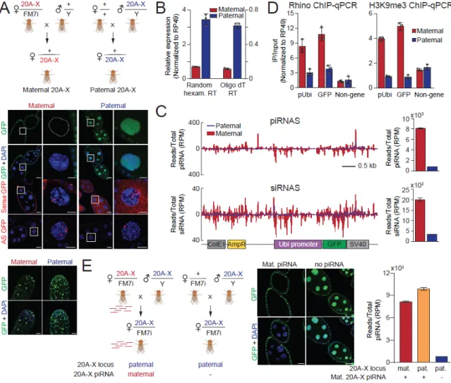 Figure 2.4 piRNA-induced repression of the 20A-X reporter depends on maternal transmission  of cognate piRNAs