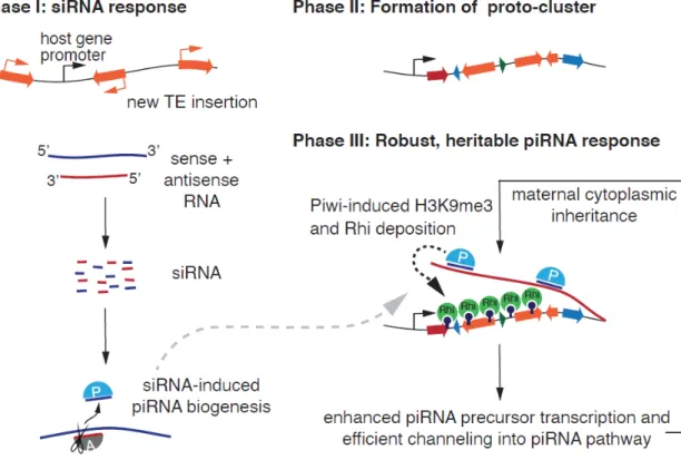 Figure 3.1 The model for siRNA-triggered activation of piRNA immunity. 