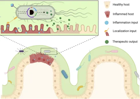 Figure 1: AND Gate Spatial Targeting. Production of the anti- anti-inflammatory drug will only be active if cells detect that they are localized to the gut epithelium and the inflammation biomarker tetrathionate is present